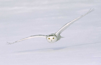 Picture of CANADA, QUEBEC SNOWY OWL FLIES LOW OVER SNOW