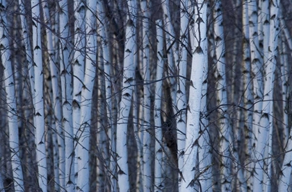 Picture of CANADA, QUEBEC, YAMASKA NP GRAY BIRCH FOREST