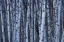 Picture of CANADA, QUEBEC, YAMASKA NP GRAY BIRCH FOREST