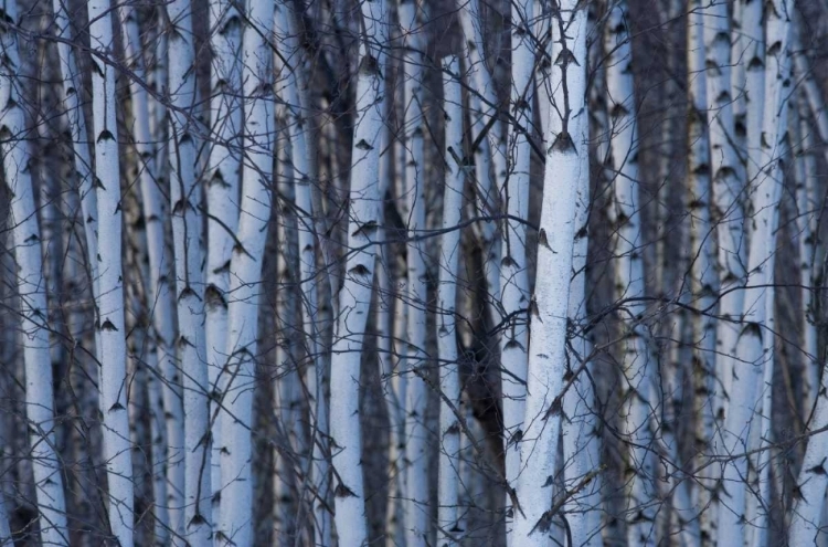 Picture of CANADA, QUEBEC, YAMASKA NP GRAY BIRCH FOREST