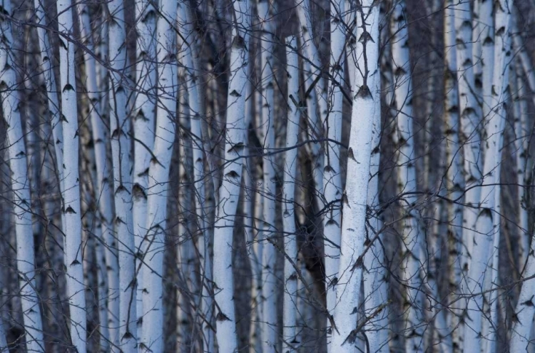 Picture of CANADA, QUEBEC, YAMASKA NP GRAY BIRCH FOREST