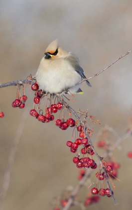 Picture of CANADA, QUEBEC BOHEMIAN WAXWING BIRD ON LIMB