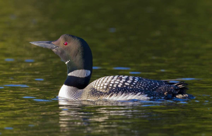 Picture of CANADA, QUEBEC, EASTMAN COMMON LOON SWIMMING