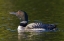 Picture of CANADA, QUEBEC, EASTMAN COMMON LOON SWIMMING