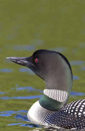 Picture of CANADA, QUEBEC, EASTMAN COMMON LOON IN WATER