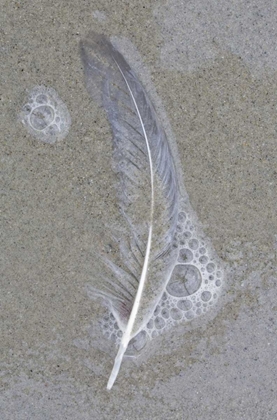 Picture of USA, MAINE, PINE POINT GULL FEATHER ON BEACH