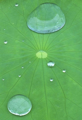 Picture of CANADA, QUEBEC, MONTREAL WATER ON LOTUS LEAF