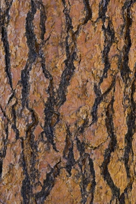 Picture of ARIZONA, GRAND CANYON NP PONDEROSA PINE BARK