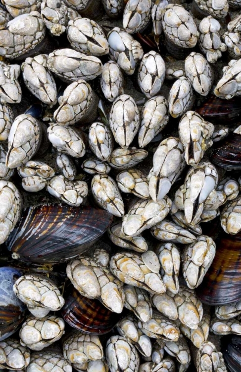 Picture of WA, OLYMPIC NP GOOSENECK BARNACLES AND CLAMS