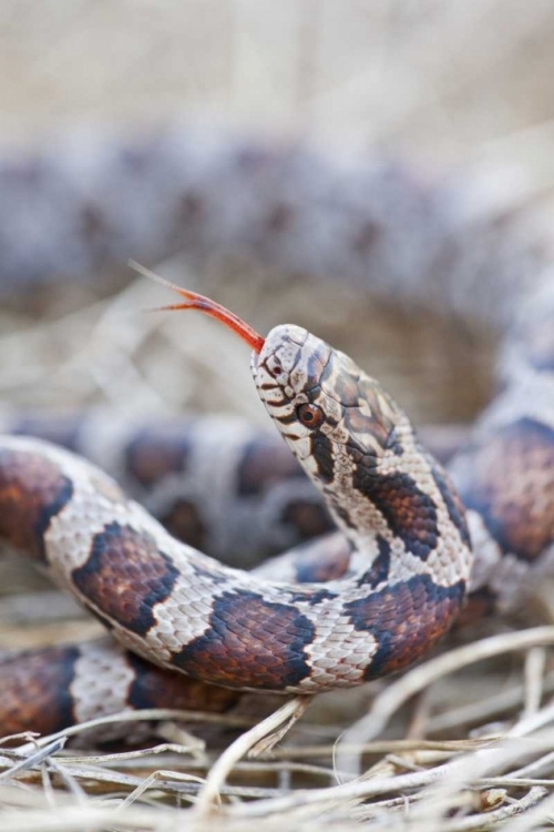 Picture of CANADA, RIVIERE DES PRAIRIES PARK MILK SNAKE