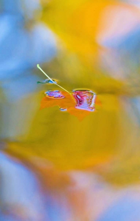 Picture of CANADA, QUEBEC, RED MAPLE LEAF ON AUTUMN POOL