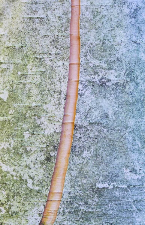 Picture of CANADA, QUEBEC, SPLIT PAPER BIRCH BARK DETAIL