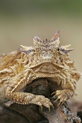 Picture of TX, LINN, COZAD RANCH HORNED LIZARD ON A STUMP
