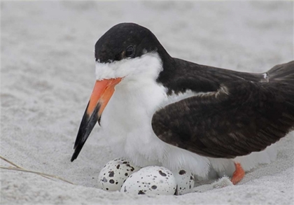 Picture of NY, NICKERSON BEACH BLACK SKIMMER SITS ON EGGS