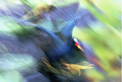 Picture of FL, EVERGLADES NP ABSTRACT OF PURPLE GALLINULE