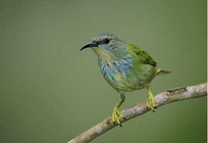 Picture of PANAMA, GAMBOA RAINFOREST SHINING HONEYCREEPER