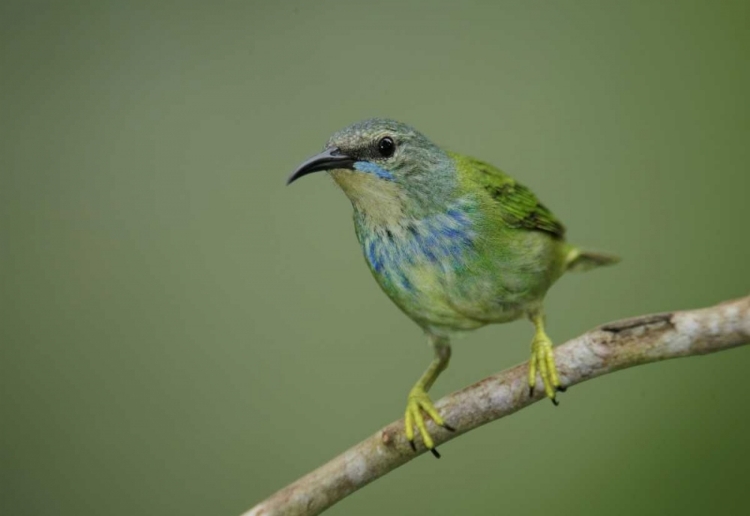Picture of PANAMA, GAMBOA RAINFOREST SHINING HONEYCREEPER