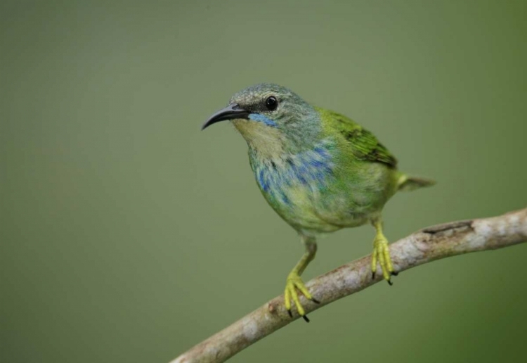 Picture of PANAMA, GAMBOA RAINFOREST SHINING HONEYCREEPER