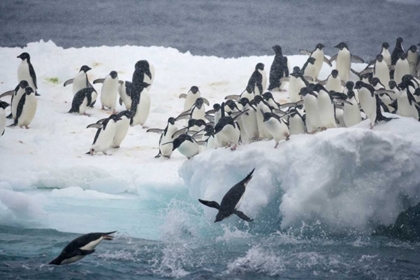 Picture of ANTARCTICA, ADELIE PENGUINS LEAPING OFF ICEBERG