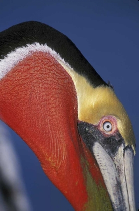 Picture of CA, LA JOLLA BROWN PELICAN IN BREEDING PLUMAGE