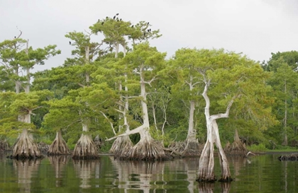 Picture of FL, BLUE CYPRESS LAKE CYPRESS TREES WITH BIRDS