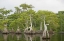 Picture of FL, BLUE CYPRESS LAKE CYPRESS TREES WITH BIRDS