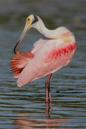 Picture of FL, TAMPA BAY, ALAFAYA BANKS ROSEATE SPOONBILL