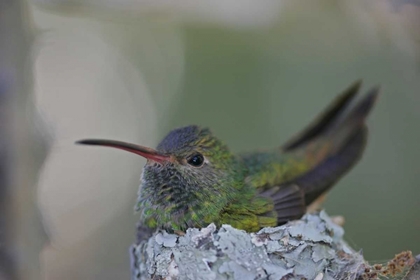 Picture of TX, RAYMONDVILLE BUFF-BELLIED HUMMINGBIRD SITS