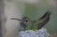 Picture of TX, RAYMONDVILLE BUFF-BELLIED HUMMINGBIRD SITS