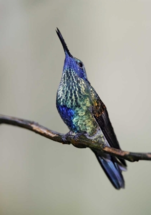 Picture of ECUADOR SPARKLING VIOLET-EAR HUMMINGBIRD SINGS