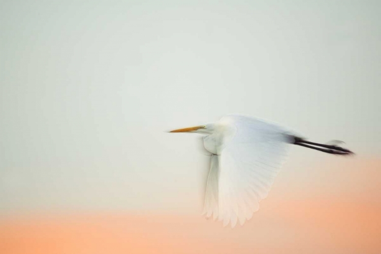 Picture of FL, SOUTH VENICE, GREAT EGRET FLYING AT SUNRISE