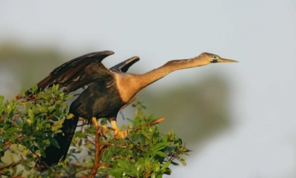 Picture of FL, VENICE ANHINGA FEMALE ABOUT TO TAKE FLIGHT