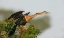 Picture of FL, VENICE ANHINGA FEMALE ABOUT TO TAKE FLIGHT