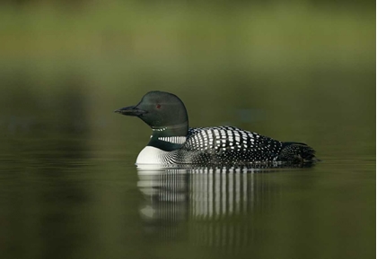 Picture of CANADA, BC, KAMLOOPS PORTRAIT OF COMMON LOON