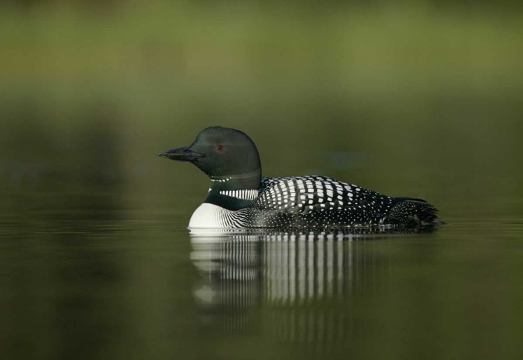 Picture of CANADA, BC, KAMLOOPS PORTRAIT OF COMMON LOON