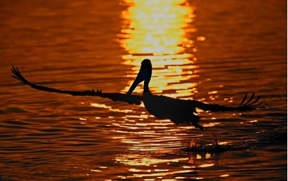 Picture of CA, BOLSA CHICA LAGOON BROWN PELICAN TAKES OFF