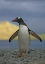 Picture of SOUTH GEORGIA ISL, STROMESS BAY GENTOO PENGUIN