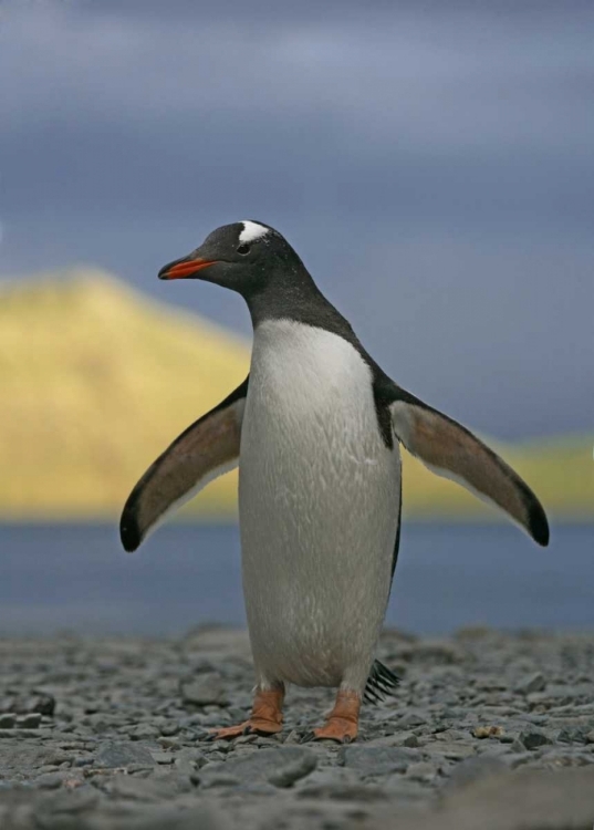 Picture of SOUTH GEORGIA ISL, STROMESS BAY GENTOO PENGUIN