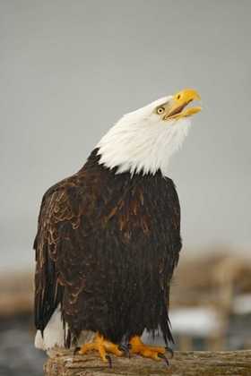 Picture of ALASKA, HOMER BALD EAGLE SITTING ON LOG CALLING