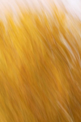Picture of NEW MEXICO ABSTRACT OF BLURRED COTTONWOOD TREES