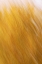 Picture of NEW MEXICO ABSTRACT OF BLURRED COTTONWOOD TREES