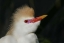Picture of FL PORTRAIT OF CATTLE EGRET IN BREEDING PLUMAGE