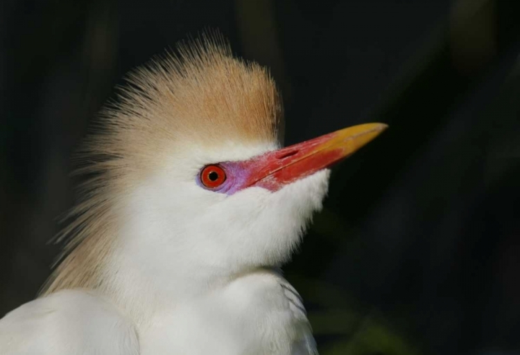 Picture of FL PORTRAIT OF CATTLE EGRET IN BREEDING PLUMAGE