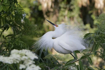 Picture of FL SNOWY EGRET DISPLAYING SURROUNDED BY FOLIAGE