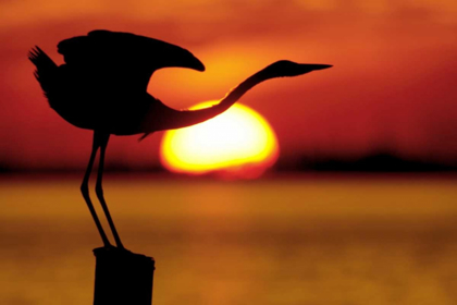 Picture of FL, FORT DE SOTO SILHOUETTE OF GREAT BLUE HERON