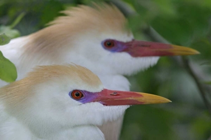 Picture of FL, ST AUGUSTINE PORTRAIT OF TWO CATTLE EGRETS