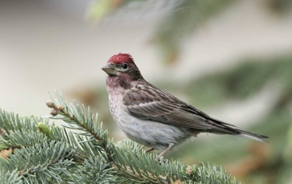 Picture of CANADA, BC, KAMLOOPS CASSINS FINCH IN A PINE