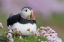 Picture of IRELAND, SALTEE ISL ATLANTIC PUFFIN AND FLOWERS