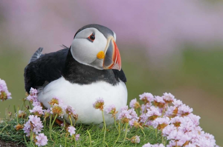 Picture of IRELAND, SALTEE ISL ATLANTIC PUFFIN AND FLOWERS