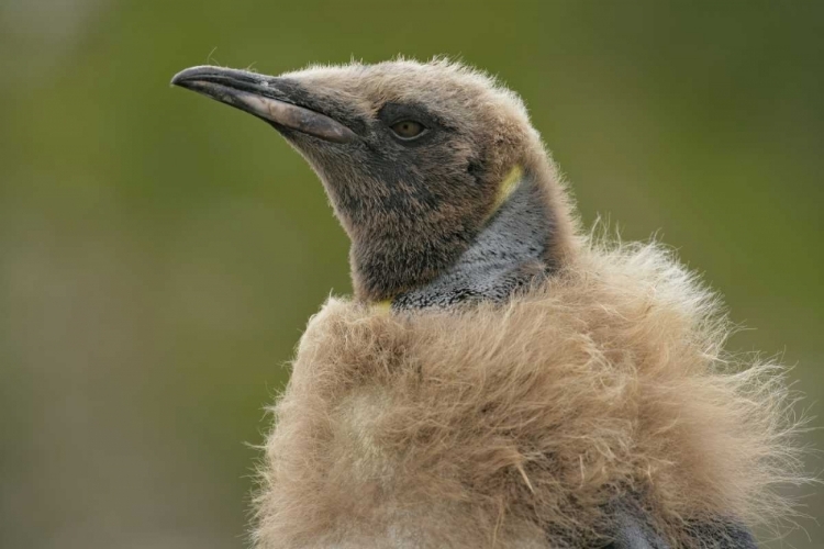 Picture of SOUTH GEORGIA ISLAND MOLTING KING PENGUIN CHICK